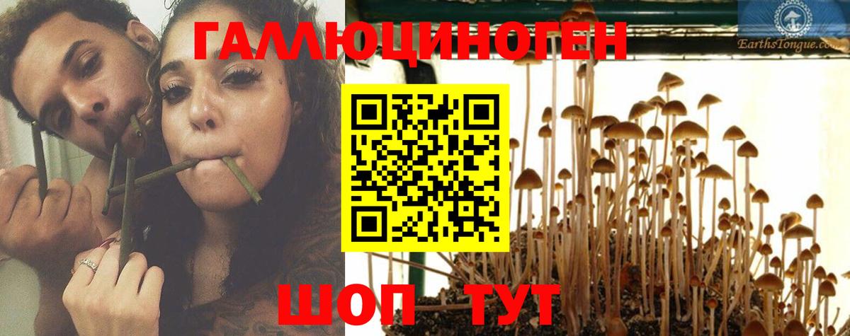 что такое   Вход с VPN  Карабулак  Галлюциногенные грибы Psilocybine cubensis 